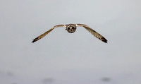 short eared owl 25-May-21